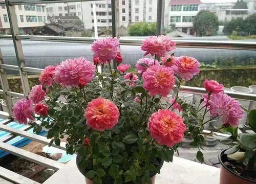 阳台养一盆这个花，超好养，花量大，开完又开，四季花苞爆满