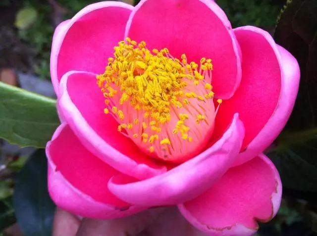 这花一年四季都盛开，养在家里花大艳美，红黄相间太耐看了