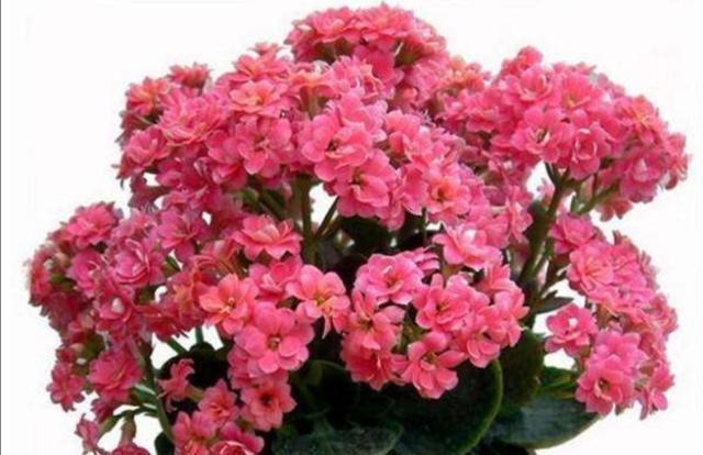长寿花开完花后，及时修剪残花败叶，才能萌发更多花枝