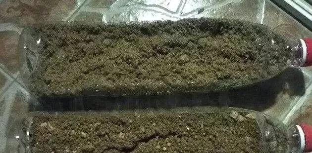 养花不用买土，这几种东西掺一块儿，种什么都旺，叶绿枝壮开花多