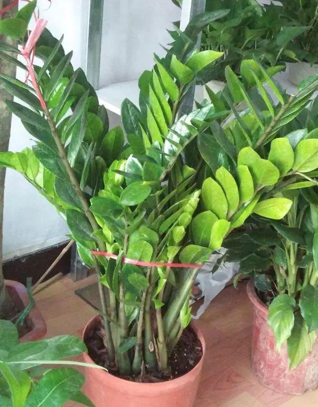 夏天养花要多浇水？有些植株就不用，懒一些比较好