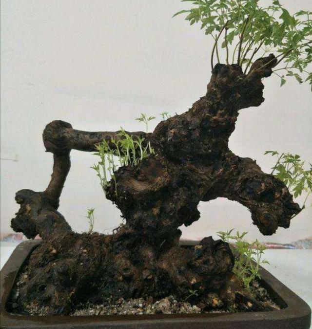 山上的黄荆做盆景，掌握好4个要点，养桩好成活