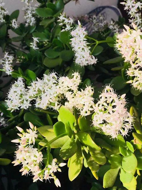 富贵竹、碰碰香……这12种植物，原来开花都很美
