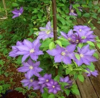 夏天养花别讲究，阳台养这“4种花”，花开繁盛惹人爱，十分养眼