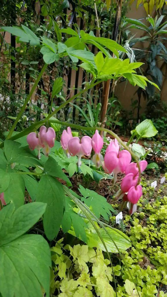 有院子的别错过这几种花，种一次，每年都能看到花