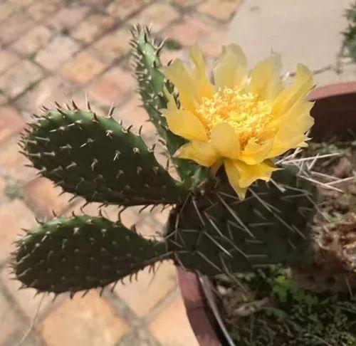 富贵竹、碰碰香……这12种植物，原来开花都很美