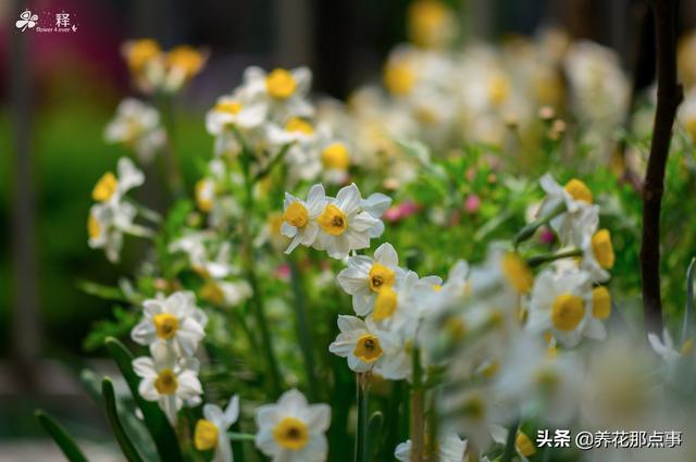 年宵花的季节来了，教您如何花最少的钱，买到最好的花