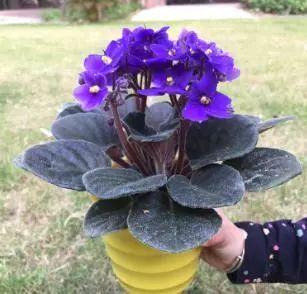 夏天养花别讲究，阳台养这“4种花”，花开繁盛惹人爱，十分养眼