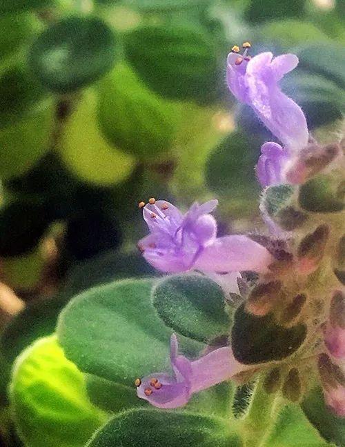 富贵竹、碰碰香……这12种植物，原来开花都很美