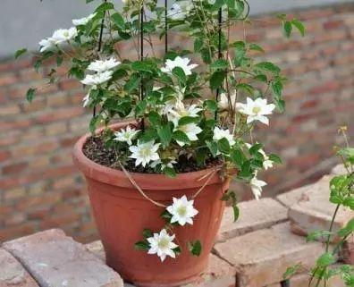夏天养花别讲究，阳台养这“4种花”，花开繁盛惹人爱，十分养眼