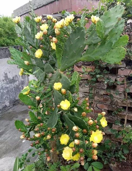 富贵竹、碰碰香……这12种植物，原来开花都很美