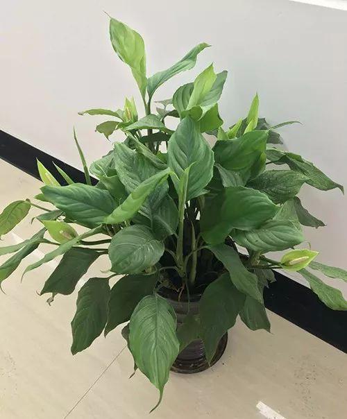 富贵竹、碰碰香……这12种植物，原来开花都很美