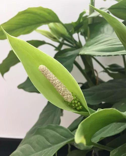 富贵竹、碰碰香……这12种植物，原来开花都很美