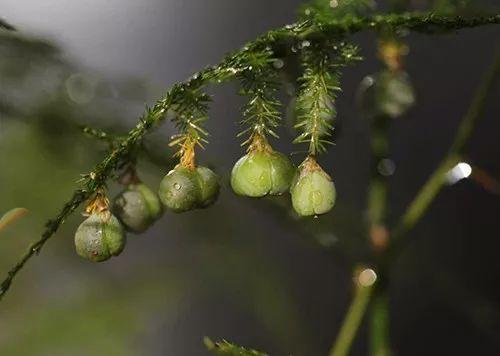 富贵竹、碰碰香……这12种植物，原来开花都很美