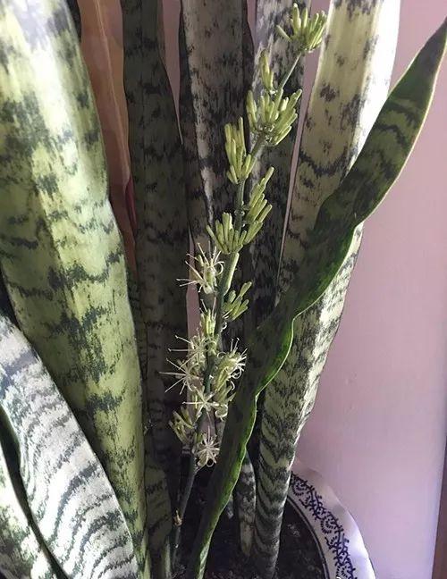 富贵竹、碰碰香……这12种植物，原来开花都很美