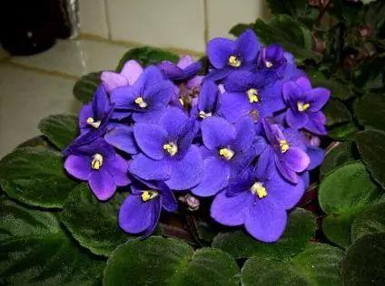 夏天养花别讲究，阳台养这“4种花”，花开繁盛惹人爱，十分养眼