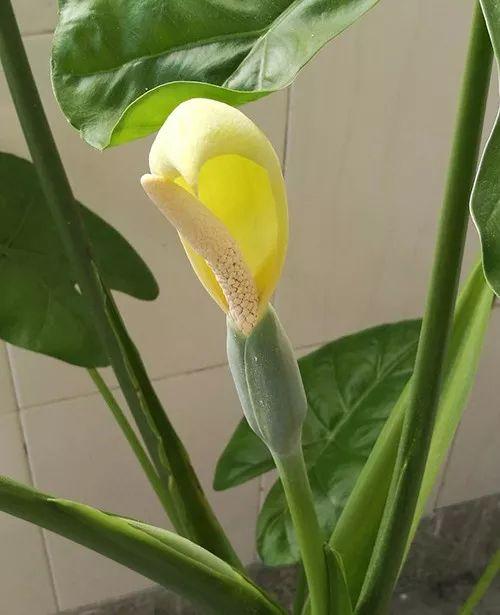 富贵竹、碰碰香……这12种植物，原来开花都很美