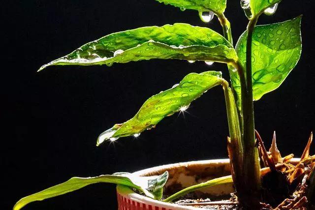养花时怎样选择花盆的大小和深浅？教你在养花路上少走弯路