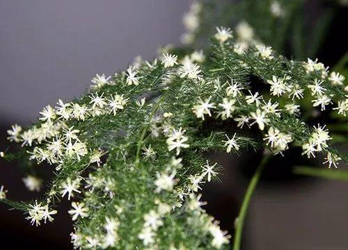 富贵竹、碰碰香……这12种植物，原来开花都很美