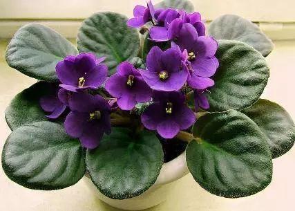 夏天养花别讲究，阳台养这“4种花”，花开繁盛惹人爱，十分养眼