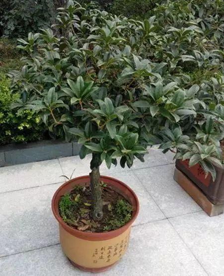 养花时怎样选择花盆的大小和深浅？教你在养花路上少走弯路