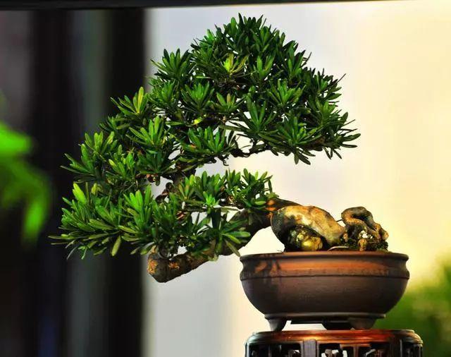 养花时怎样选择花盆的大小和深浅？教你在养花路上少走弯路