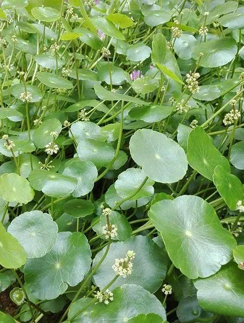 富贵竹、碰碰香……这12种植物，原来开花都很美