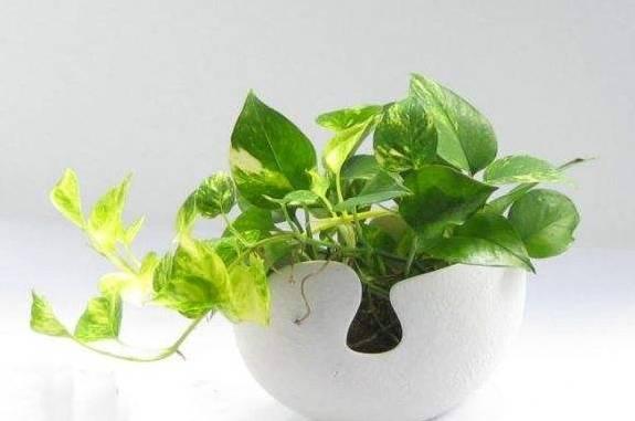 改善空气质量，一定要花大钱买昂贵的空气净化器吗？