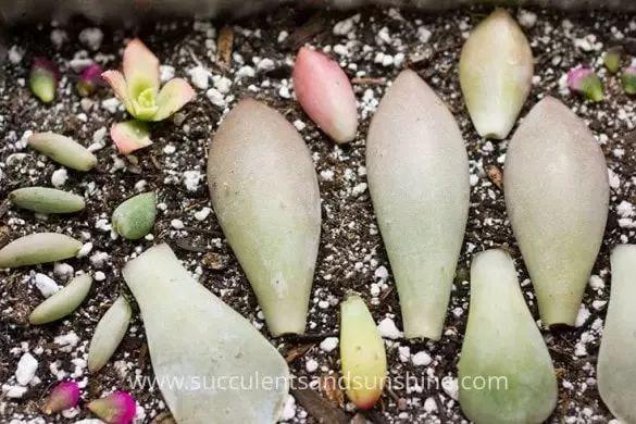 植物养死千万不要扔，只需剪一下，马上就能开爆盆！