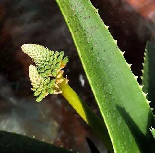 富贵竹、碰碰香……这12种植物，原来开花都很美
