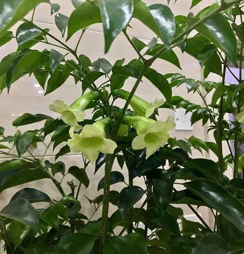 富贵竹、碰碰香……这12种植物，原来开花都很美