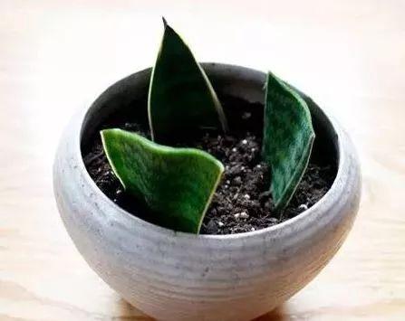 植物养死千万不要扔，只需剪一下，马上就能开爆盆！