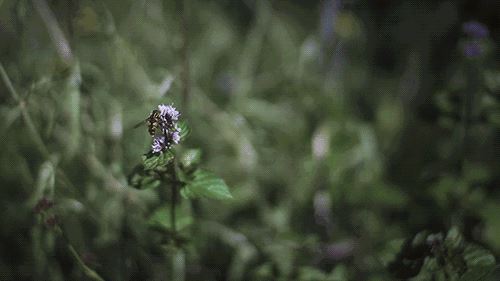 植物养死千万不要扔，只需剪一下，马上就能开爆盆！