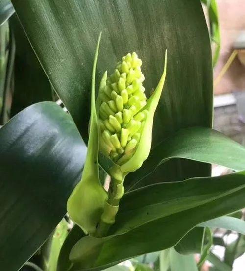 富贵竹、碰碰香……这12种植物，原来开花都很美