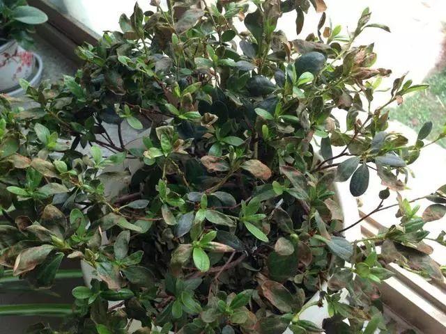花盆里插铁钉有用吗？能不能替代硫酸亚铁？