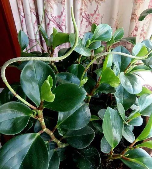 富贵竹、碰碰香……这12种植物，原来开花都很美