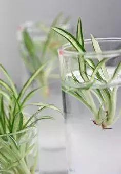 植物养死千万不要扔，只需剪一下，马上就能开爆盆！