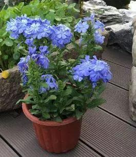 夏天养花别讲究，阳台养这“4种花”，花开繁盛惹人爱，十分养眼