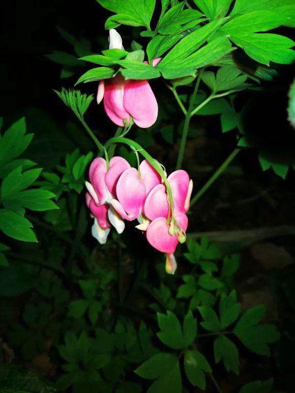 有院子的别错过这几种花，种一次，每年都能看到花