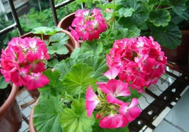 花盆里插铁钉有用吗？能不能替代硫酸亚铁？