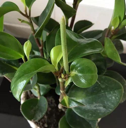 富贵竹、碰碰香……这12种植物，原来开花都很美