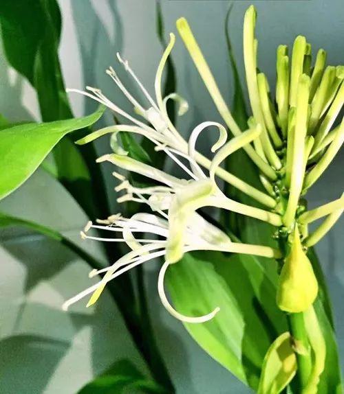 富贵竹、碰碰香……这12种植物，原来开花都很美