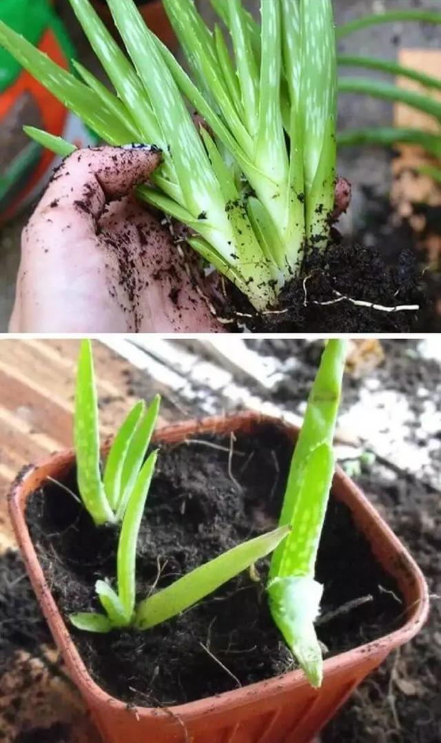 植物养死千万不要扔，只需剪一下，马上就能开爆盆！