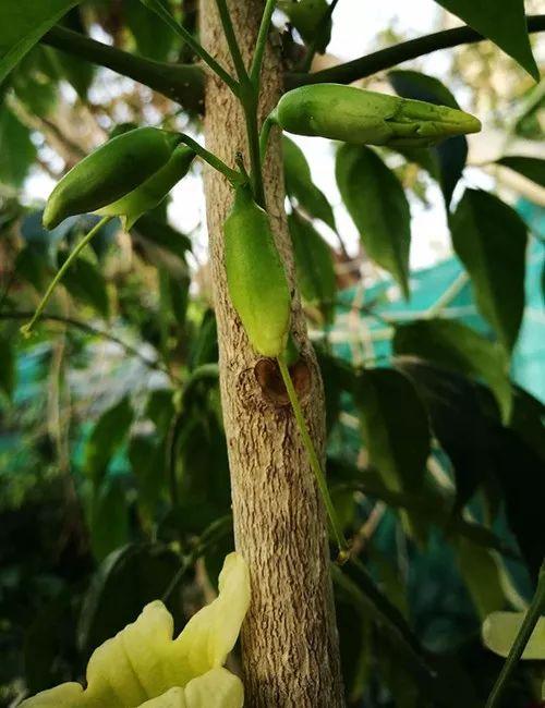 富贵竹、碰碰香……这12种植物，原来开花都很美