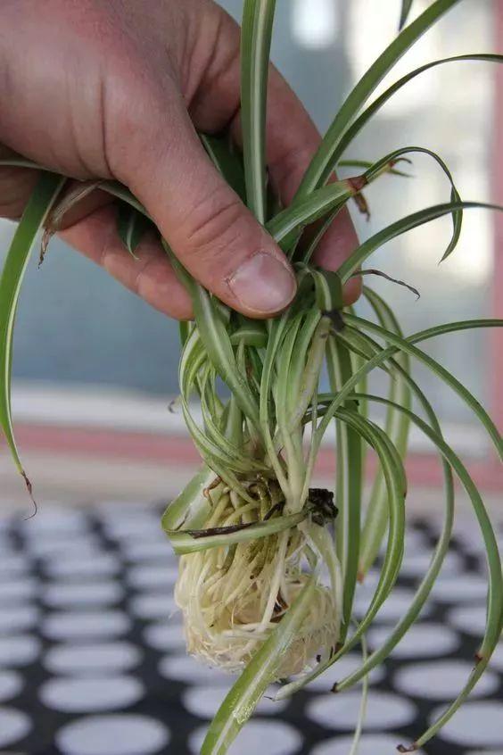 植物养死千万不要扔，只需剪一下，马上就能开爆盆！
