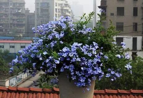 夏天养花别讲究，阳台养这“4种花”，花开繁盛惹人爱，十分养眼