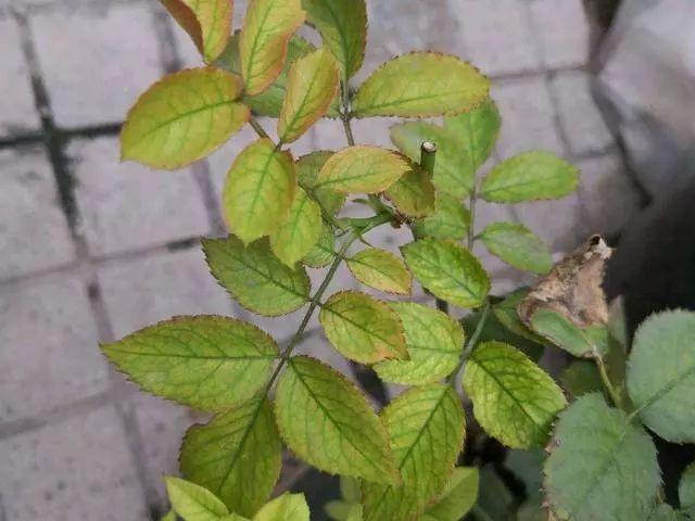 花盆里插铁钉有用吗？能不能替代硫酸亚铁？