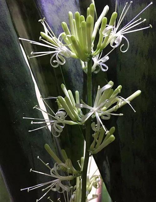 富贵竹、碰碰香……这12种植物，原来开花都很美
