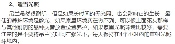 新买的吊兰3个月养成了一棵吊兰树，原来她用了这个方法