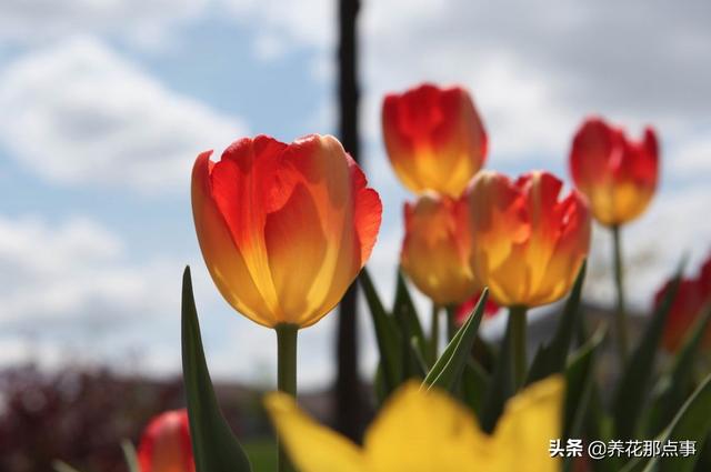 年宵花的季节来了，教您如何花最少的钱，买到最好的花